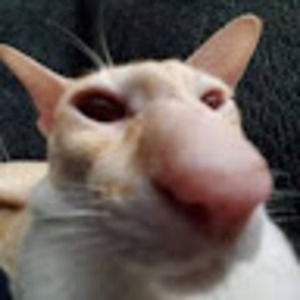 Meet your Posher, Dennis